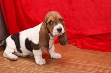 Puppies for sale basset hound - Cyprus, Nicosia