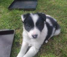 Puppies for sale border collie - Kyrgyzstan, Bishkek