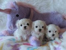 Puppies for sale maltese - Hungary, Miskolc