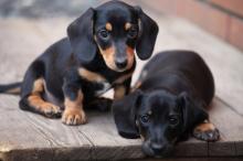 Puppies for sale , dachshund puppies - Uzbekistan, Nukus