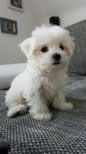 Puppies for sale maltese - Ukraine, Kharkiv