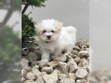 Puppies for sale maltese - Germany, Gelsenkirchen