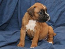 Puppies for sale boxer - Cyprus, Limassol