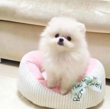 Puppies for sale pomeranian spitz - Estonia, Kohtla-Jarve