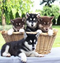 Puppies for sale haski, blue eyes siberian husky puppies - France, Kann