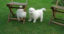 Puppies for sale pomeranian spitz - Luxembourg, Luxembourg