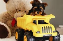 Puppies for sale , yorkie puppies - Tajikistan, Dushanbe