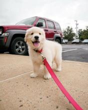 Puppies for sale golden retriever - Malta, Valletta