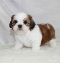 Puppies for sale , shih tzu puppies - Russia, Biisk