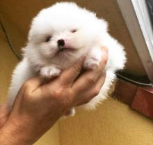 Puppies for sale , pomeranian - Netherlands, Geldrop