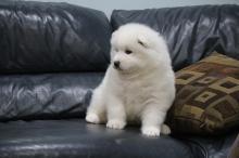 Puppies for sale samoyed dog (samoyed) - Cyprus, Protaras