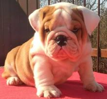 Puppies for sale english bulldog - Netherlands, Bergen aan Zee