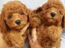 Puppies for sale poodle - United Kingdom, Bradford