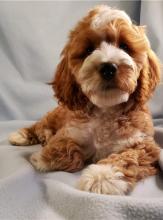 Puppies for sale , cockapoo - Ireland, Navan