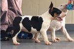 Puppies for sale bull terrier - United Kingdom, Liverpool