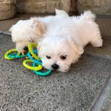 Puppies for sale maltese - Denmark, Aarhus