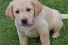 Puppies for sale labrador retriever - United Kingdom, Derby