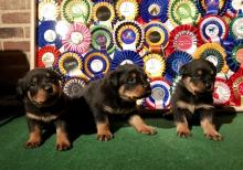 Puppies for sale rottweiler - Belgium, Gant