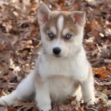 Puppies for sale , pomsky puppies - Netherlands, Arnhem