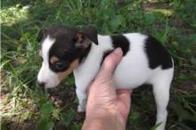 Puppies for sale other breed, rat terrier pups - Estonia, Kohtla-Jarve