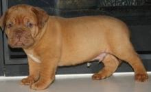 Puppies for sale rottweiler - Netherlands, Hemstede