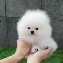 Puppies for sale pomeranian spitz - United Kingdom, Esek