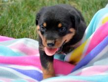 Puppies for sale rottweiler - Belgium, Gant