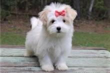 Puppies for sale havanese - Ukraine, Khmelnitsky