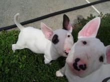 Puppies for sale , bull terrier - Belgium, Charleroi