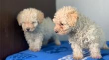 Puppies for sale poodle - Czech Republic, Kladno