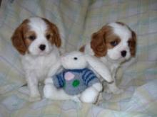 Puppies for sale , cavalier king charles spaniel - United Kingdom, Harlow