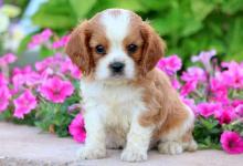 Puppies for sale , cavalier king charles - Russia, Moscow