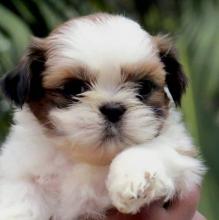 Puppies for sale , shih tzu - Spain, Santander