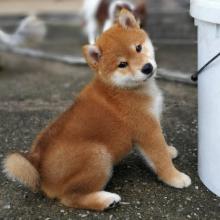 Puppies for sale , shiba inu - Spain, Oviedo