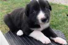 Puppies for sale border collie - Greece, Athens