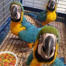 Puppies for sale other breed, macaw parrot - Russia, Astrakhan