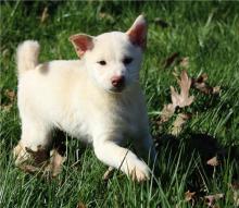 Puppies for sale , shiba inu - United Kingdom, Birmingham