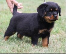 Puppies for sale rottweiler - Germany, Berlin