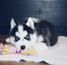 Puppies for sale , husky - Greece, Athens