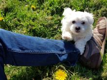 Puppies for sale maltese - Russia, Komsomolsk-on-Amur