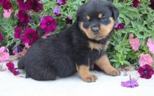 Puppies for sale rottweiler - Germany, Halle