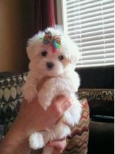 Puppies for sale maltese - Ireland, Arklow