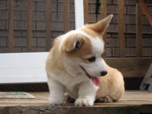 Puppies for sale other breed, pembroke welsh corgi  - Russia, Ivan