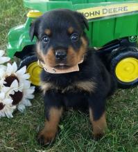 Puppies for sale rottweiler - Austria, Graz