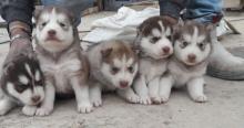 Puppies for sale haski - USA, Florida, Jacksonville