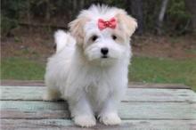 Puppies for sale havanese - Ukraine, Ivano-Frankivsk