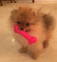 Puppies for sale pomeranian spitz - Belarus, Minsk