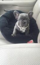 Puppies for sale french bulldog - United Kingdom, . Price 10 €