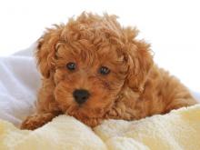 Puppies for sale poodle - Latvia, Jelgava