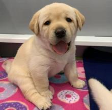 Puppies for sale , labrador - Italy, Bologna